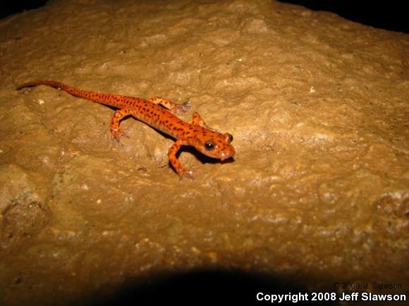 Cave Salamander (Eurycea lucifuga)