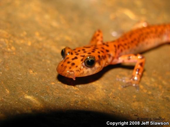 Cave Salamander (Eurycea lucifuga)