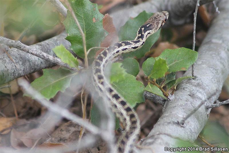 Santa Cruz Gopher Snake (Pituophis catenifer pumilus)