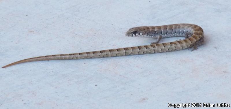 Arizona Alligator Lizard (Elgaria kingii nobilis)