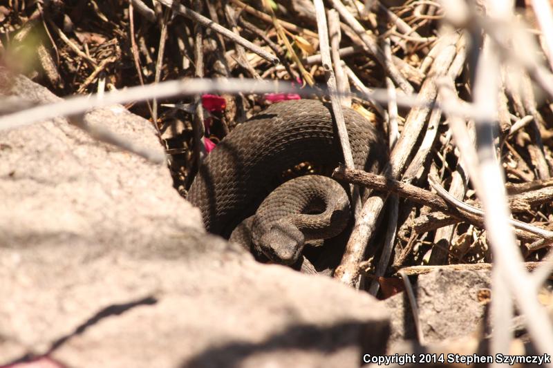 Western Twin-spotted Rattlesnake (Crotalus pricei pricei)