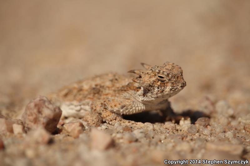 Goode's Horned Lizard (Phrynosoma goodei)