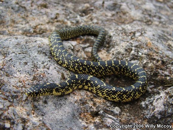 Speckled Kingsnake (Lampropeltis getula holbrooki)