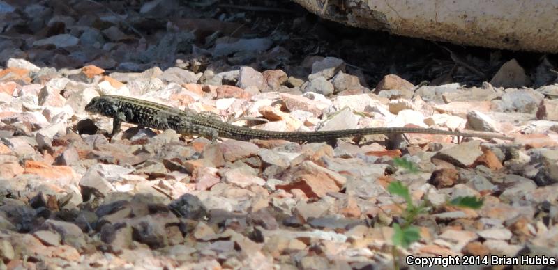 Sonoran Tiger Whiptail (Aspidoscelis tigris aethiops)