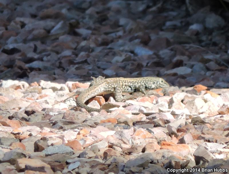 Sonoran Tiger Whiptail (Aspidoscelis tigris aethiops)