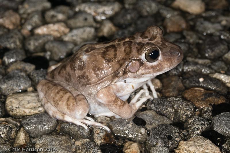 Balcone's Barking Frog (Craugastor augusti latrans)