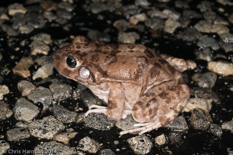 Balcone's Barking Frog (Craugastor augusti latrans)