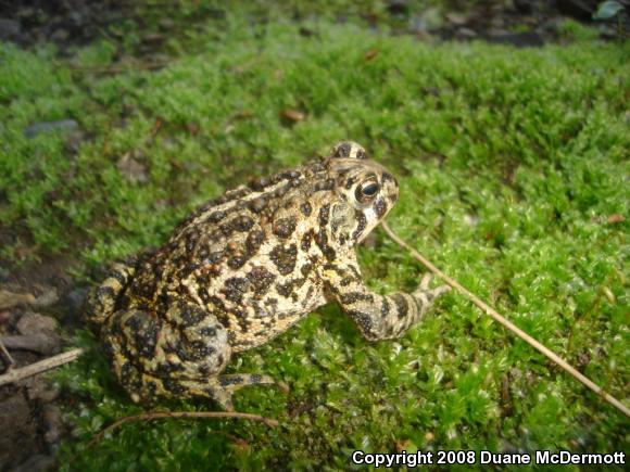 Canadian Toad (Anaxyrus hemiophrys)