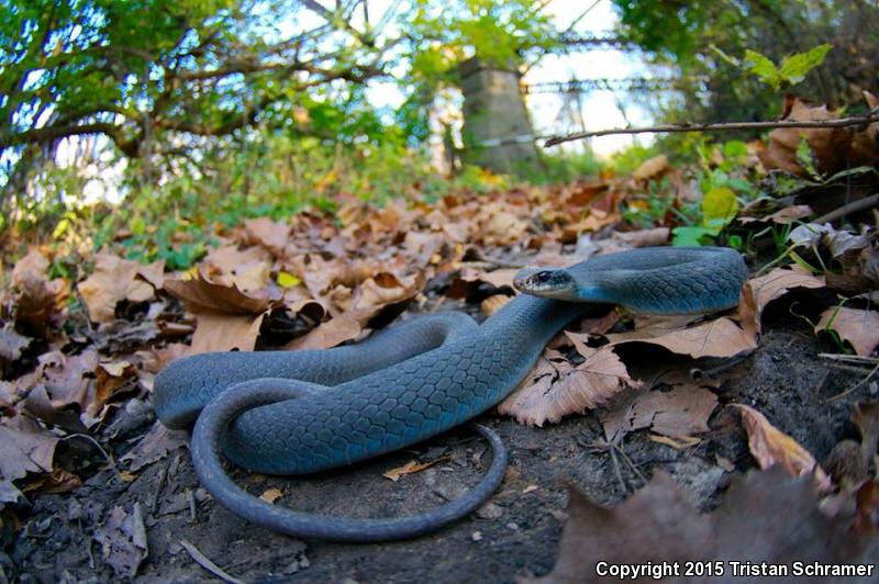 Blue Racer (Coluber constrictor foxii)