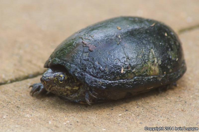 Mississippi Mud Turtle (Kinosternon subrubrum hippocrepis)