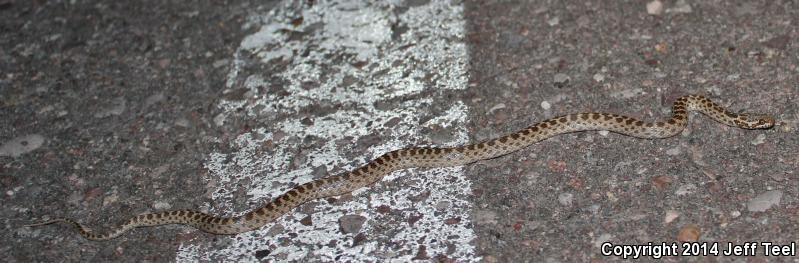 Baja California Night Snake (Eridiphas slevini)