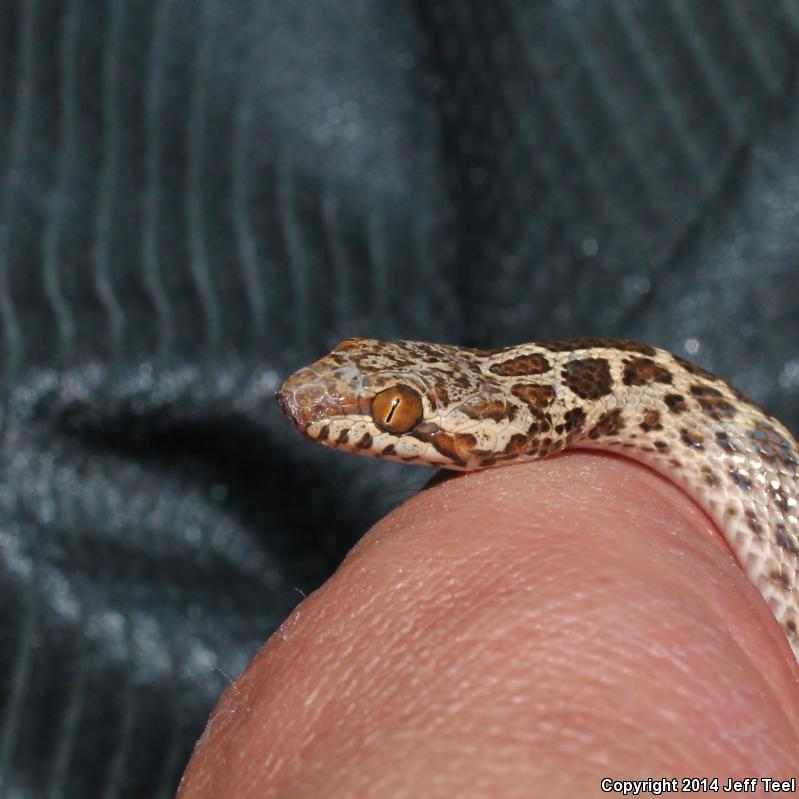 Baja California Night Snake (Eridiphas slevini)