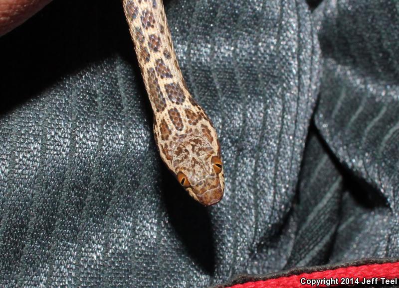 Baja California Night Snake (Eridiphas slevini)