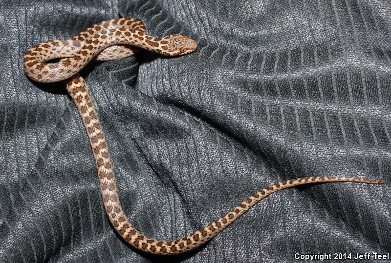 Baja California Night Snake (Eridiphas slevini)