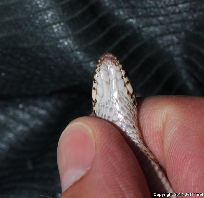 Baja California Night Snake (Eridiphas slevini)