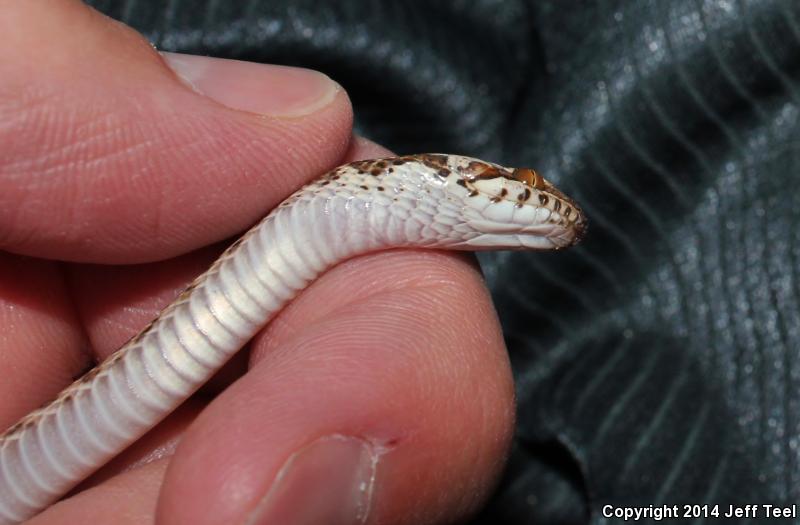 Baja California Night Snake (Eridiphas slevini)