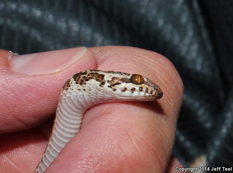 Baja California Night Snake (Eridiphas slevini)