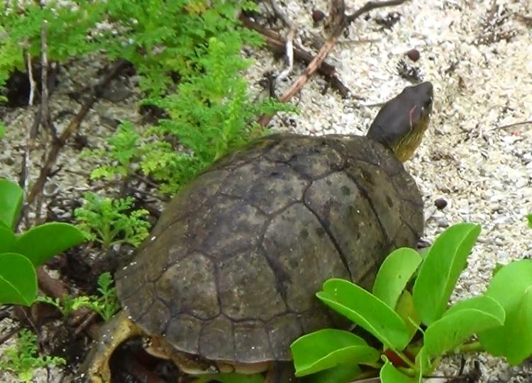 Furrowed Wood Turtle (Rhinoclemmys areolata)