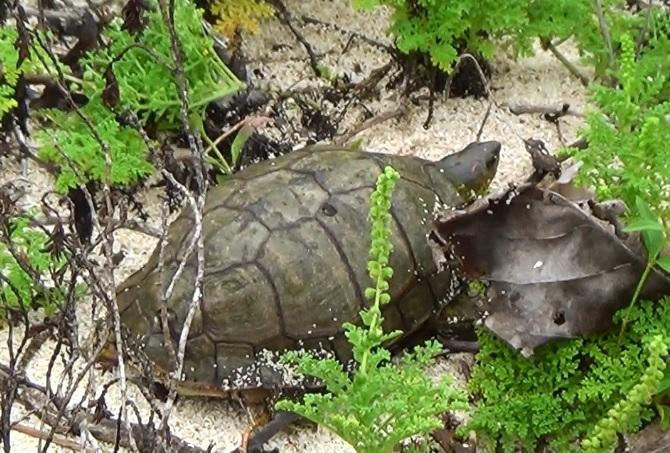 Furrowed Wood Turtle (Rhinoclemmys areolata)