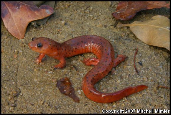 Eastern Mud Salamander (Pseudotriton montanus montanus)