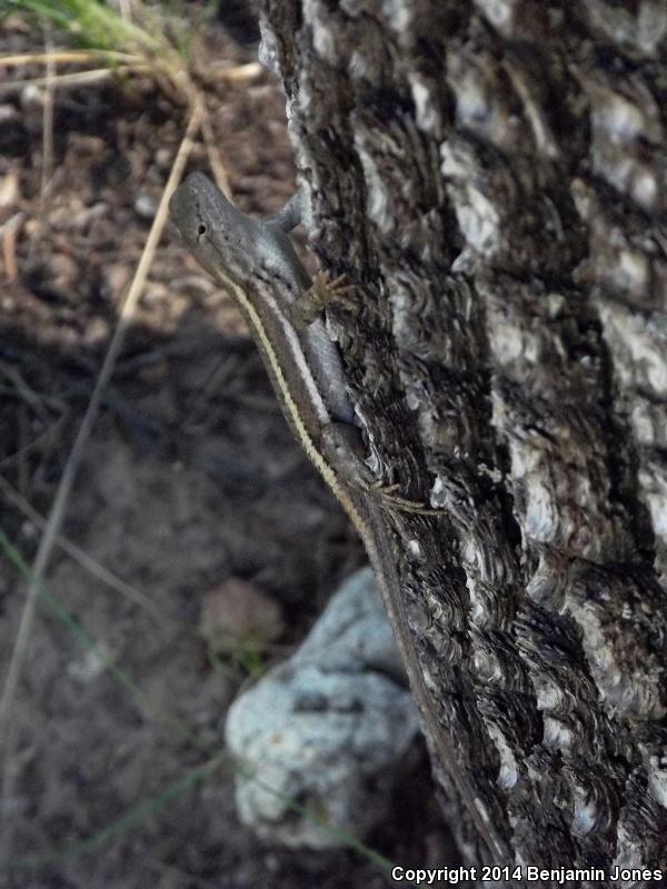 Striped Plateau Lizard (Sceloporus virgatus)