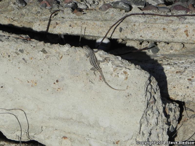 Slevin's Bunchgrass Lizard (Sceloporus slevini)