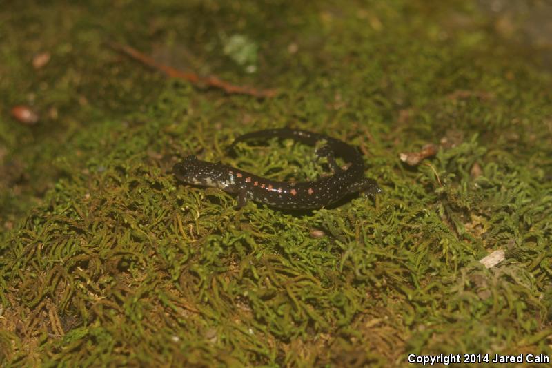 Wehrle's Salamander (Plethodon wehrlei)