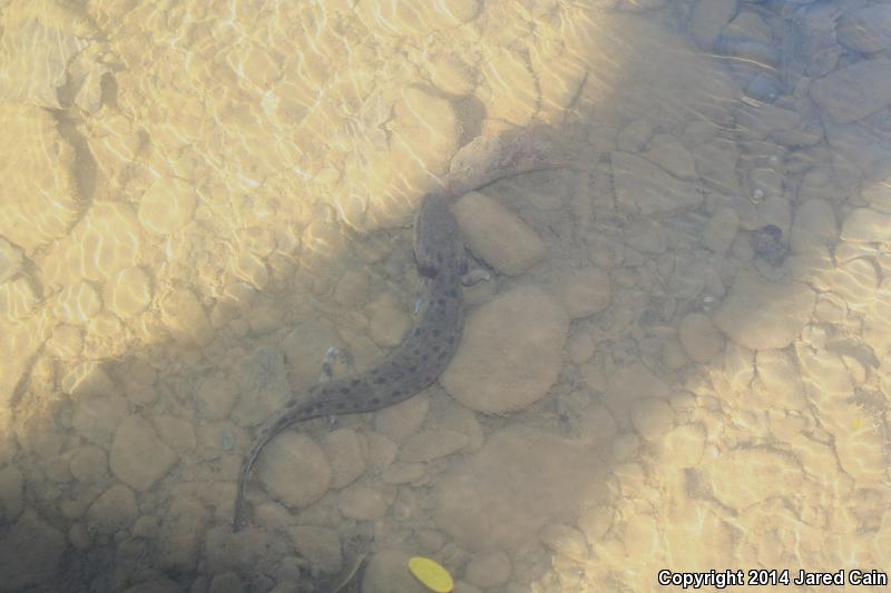 Common Mudpuppy (Necturus maculosus maculosus)