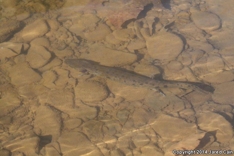 Common Mudpuppy (Necturus maculosus maculosus)