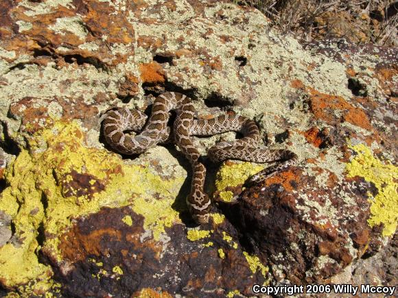 Great Plains Ratsnake (Pantherophis emoryi)