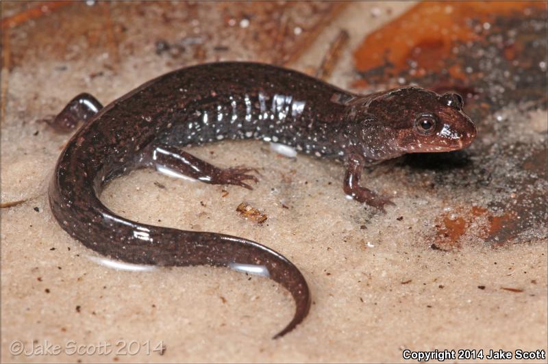 Southern Dusky Salamander (Desmognathus auriculatus)