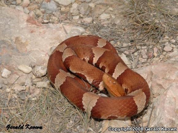 Trans-Pecos Copperhead (Agkistrodon contortrix pictigaster)