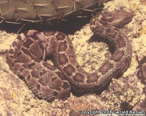 Mexican Massasauga (Crotalus ravus ravus)