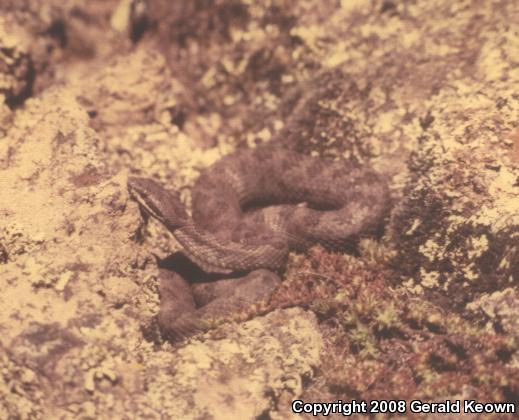 Totalcan Small-headed Rattlesnake (Crotalus intermedius intermedius)