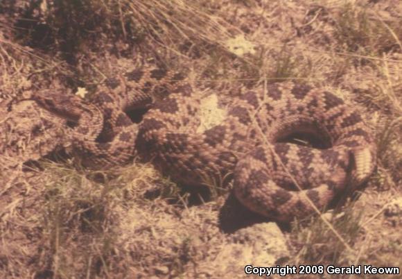 Salvin's Rattlesnake (Crotalus scutulatus salvini)