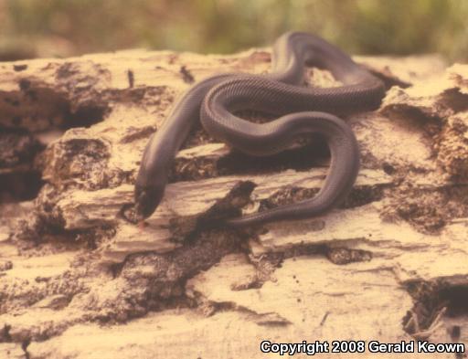 Mexican Burrowing Python (Loxocemus bicolor)