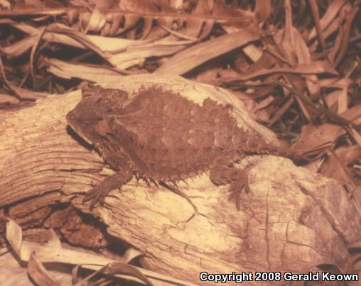 Giant Horned Lizard (Phrynosoma asio)