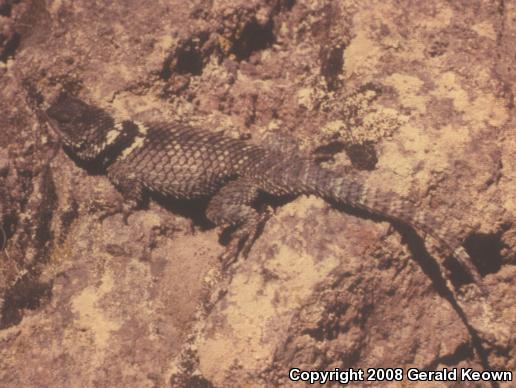 Southern Cleft Spiny Lizard (Sceloporus mucronatus omiltemanus)
