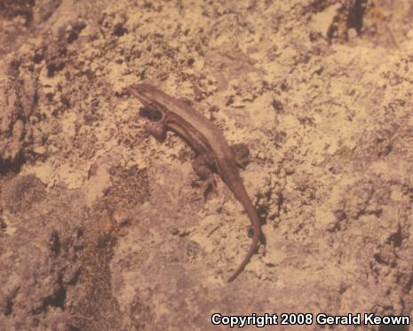 Cursorial Spiny Lizard (Sceloporus megalepidurus)
