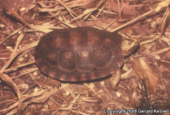 Colima Wood Turtle (Rhinoclemmys rubida perixantha)