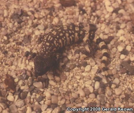 Mexican Beaded Lizard (Heloderma horridum horridum)