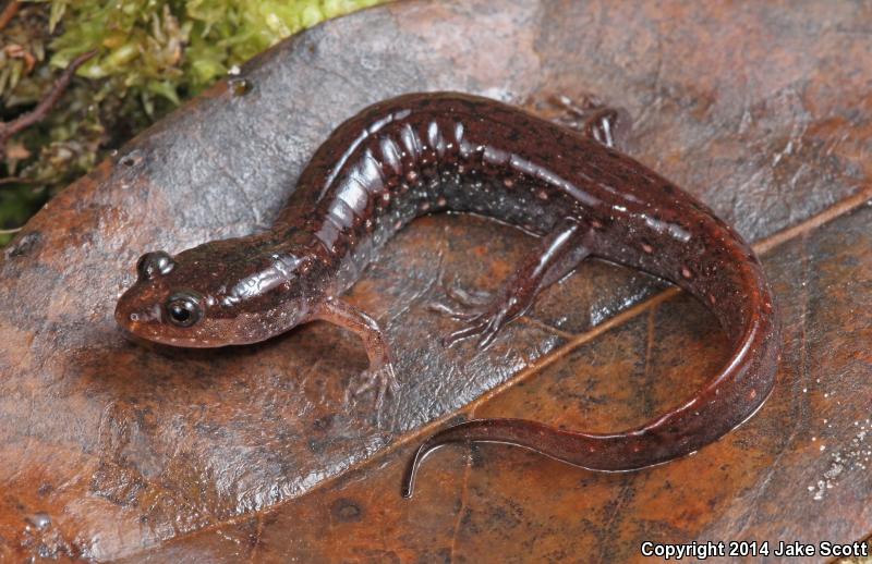 Southern Dusky Salamander (Desmognathus auriculatus)