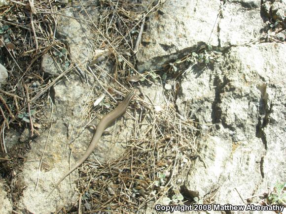 Four-lined Skink (Plestiodon tetragrammus)