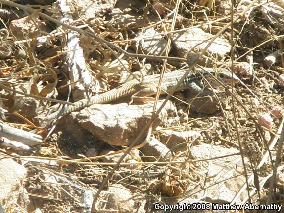 Plateau Spotted Whiptail (Aspidoscelis septemvittata septemvittata)