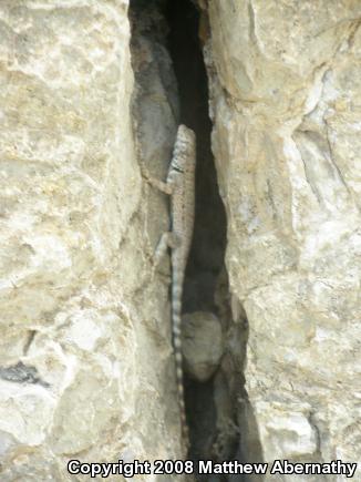 Big Bend Canyon Lizard (Sceloporus merriami annulatus)