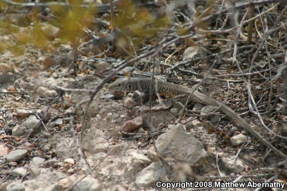 Eastern Marbled Whiptail (Aspidoscelis marmorata reticuloriens)