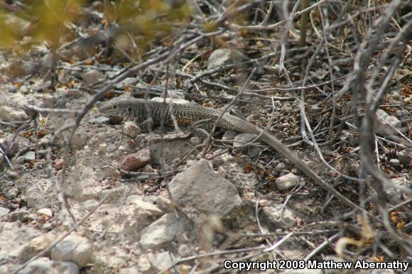 Eastern Marbled Whiptail (Aspidoscelis marmorata reticuloriens)