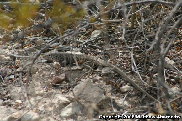 Eastern Marbled Whiptail (Aspidoscelis marmorata reticuloriens)