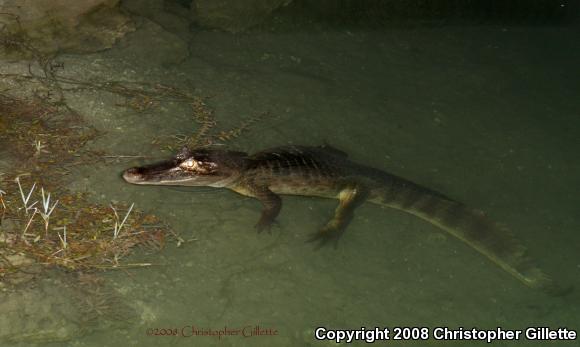 Spectacled Caiman (Caiman crocodilus)