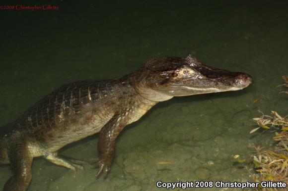 Spectacled Caiman (Caiman crocodilus)